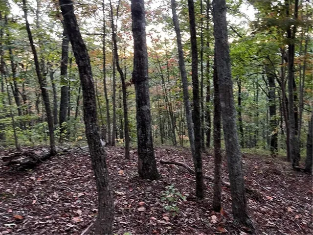 a view of a forest with trees in the background