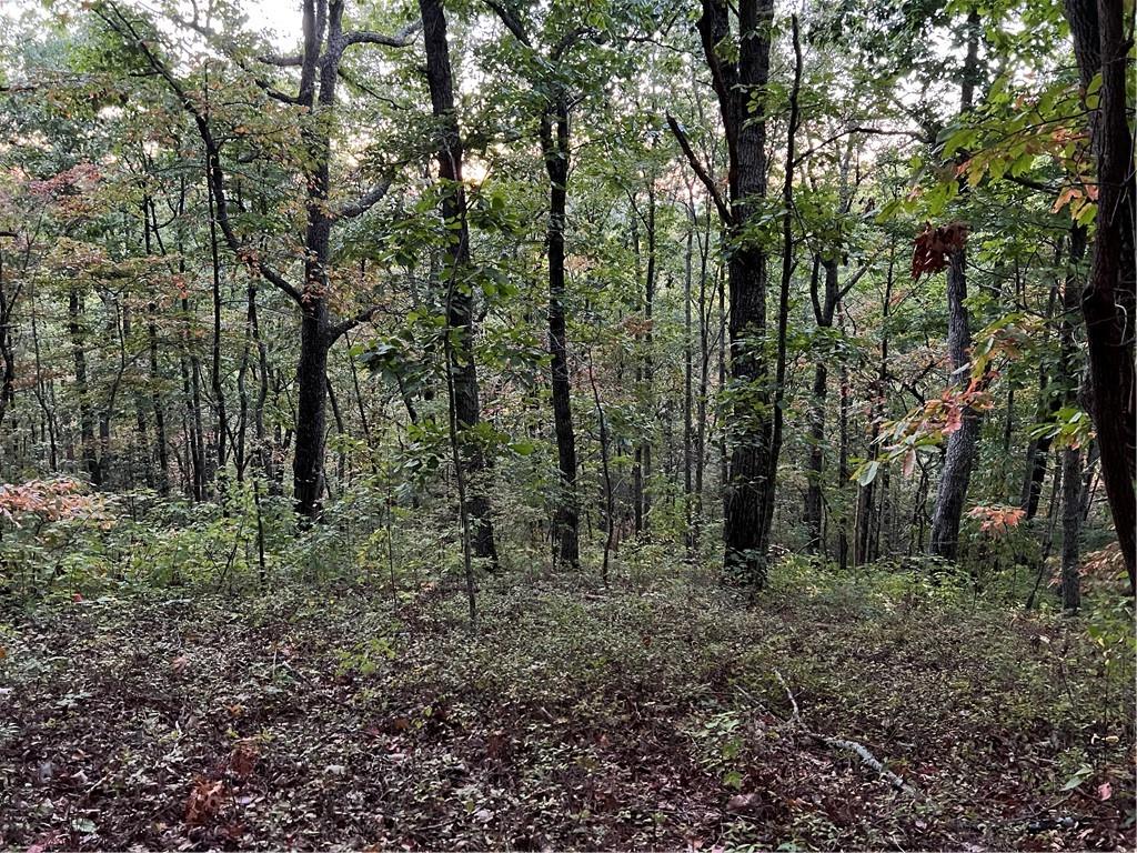 197 Stirratt Road Ranger, GA 30734 - Photo 10 of 22 a view of a forest with trees in the background