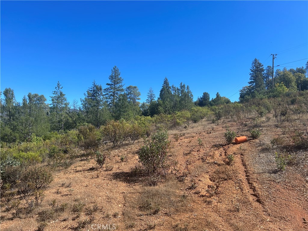 1725 Clover Valley Road Upper Lake, CA 95485 - Photo 13 of 14 a view of a yard with a tree