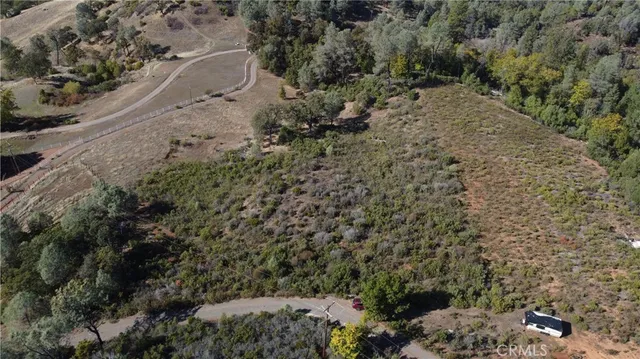 a view of a yard with plants and large trees