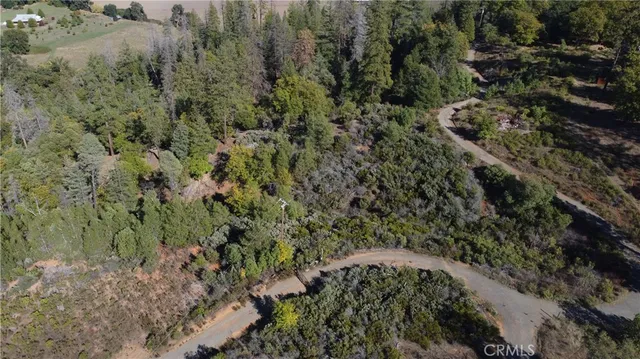 a view of a forest with a tree