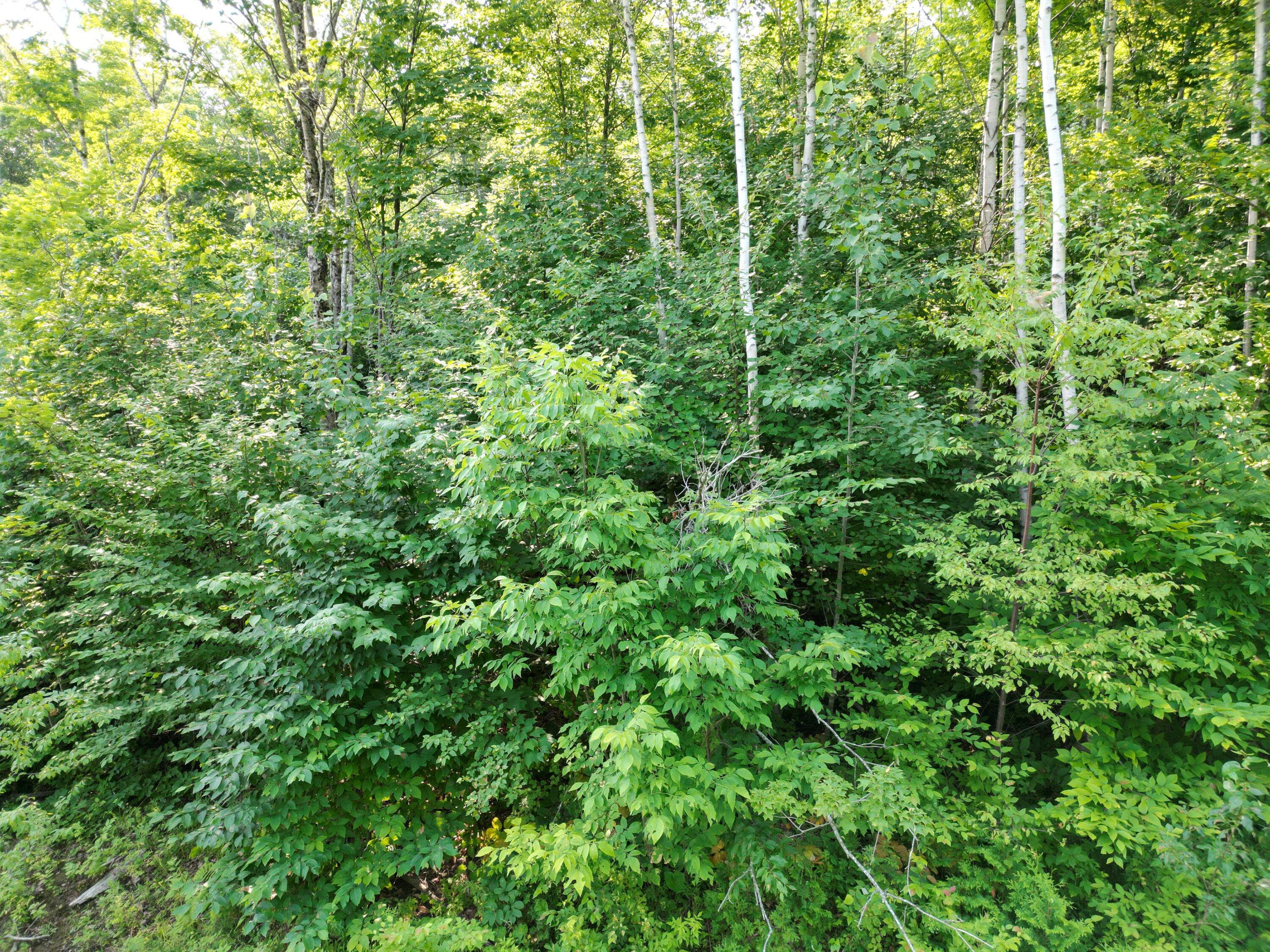 Lot 12 West Road Springfield, ME 04487 - Photo 6 of 12 DJI_0001
