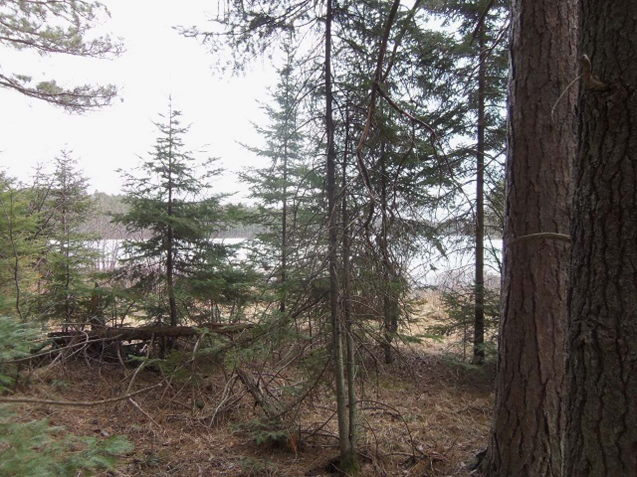 Lot B Jones Road Mercer, WI 54547 - Photo 7 of 13 Gallery Image 7
