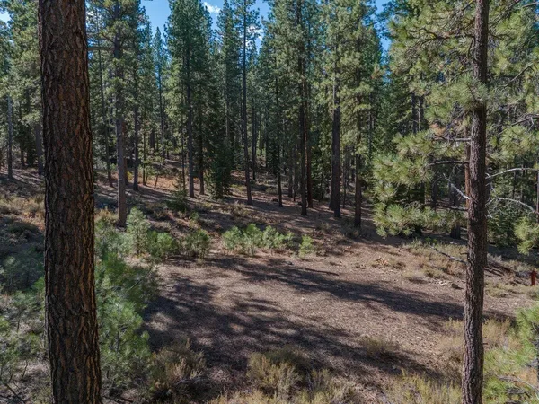 a view of a forest filled with trees