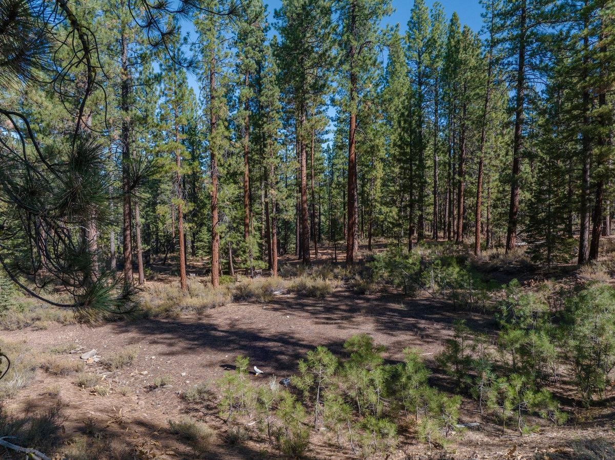 10794 Regency Circle Truckee, CA 96161 - Photo 7 of 11 a view of a forest with trees
