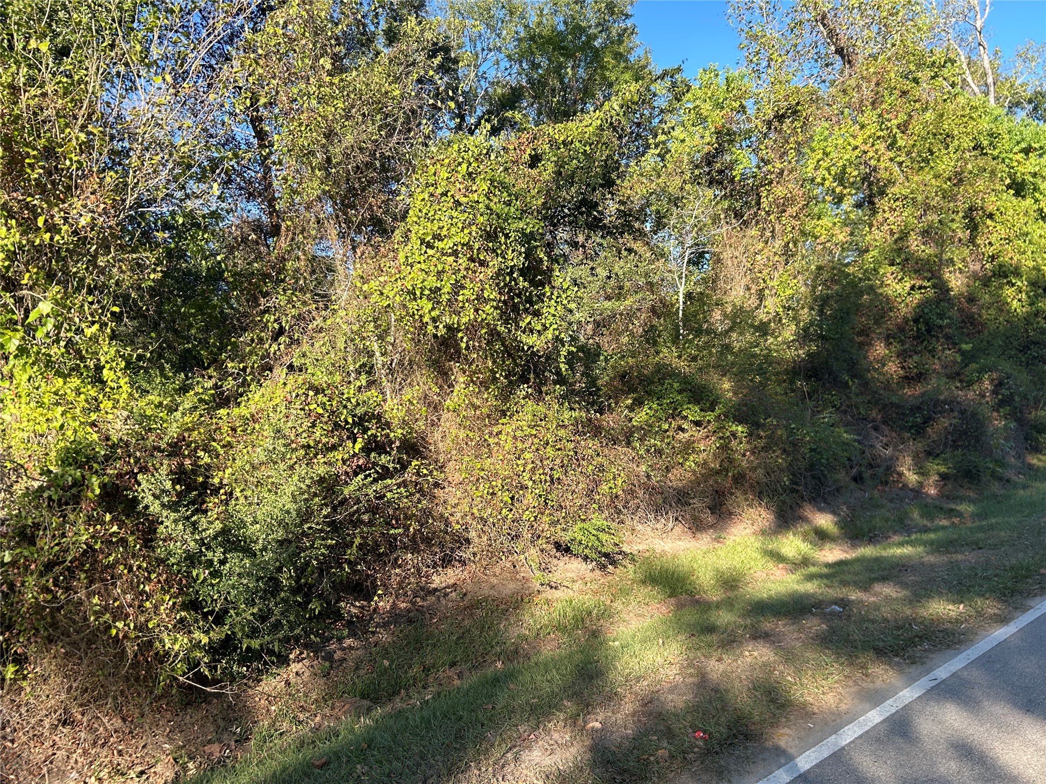 a view of a yard with a tree