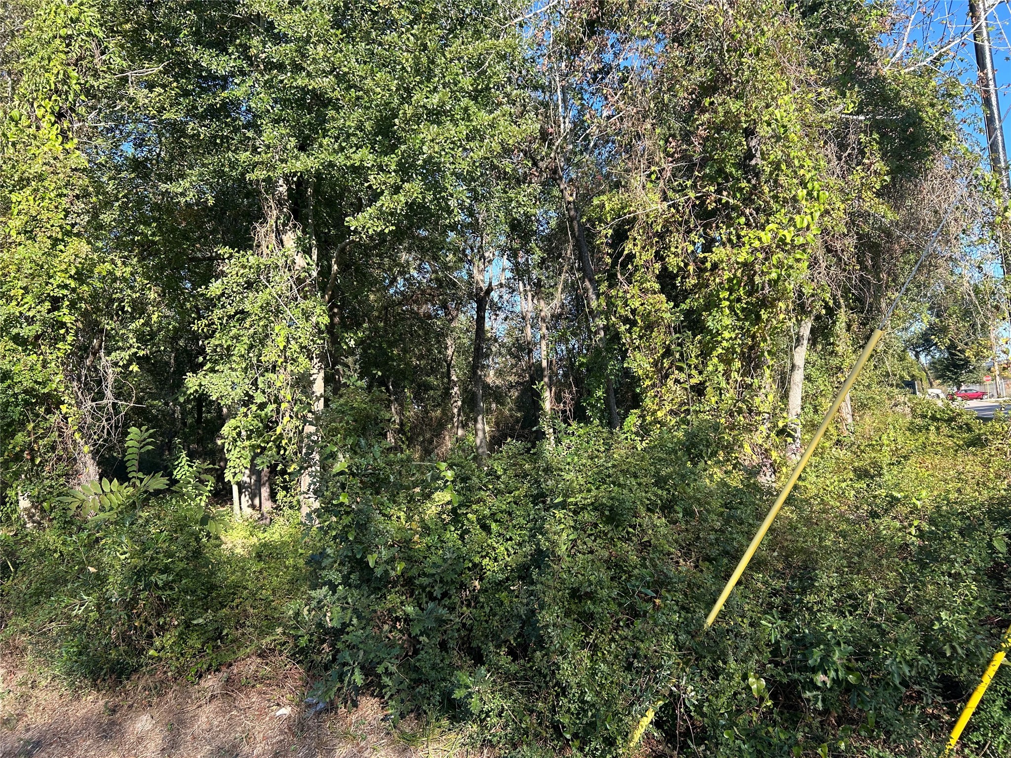 402 Wells Spring, TX 77373 - Photo 6 of 9 a view of a forest with a tree