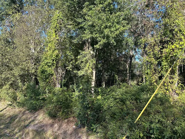 a view of a forest with a tree