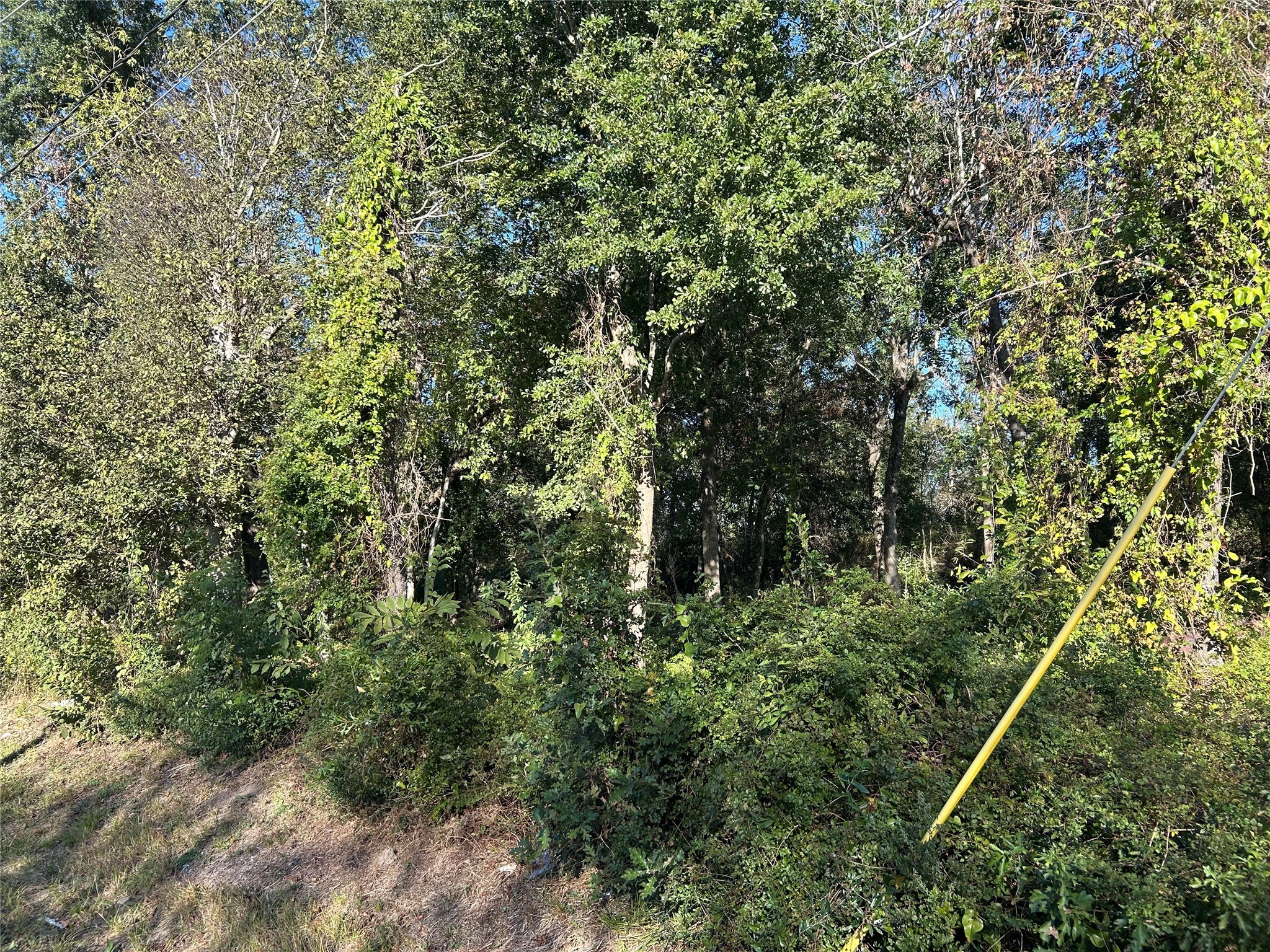 402 Wells Spring, TX 77373 - Photo 8 of 9 a view of a forest with a tree