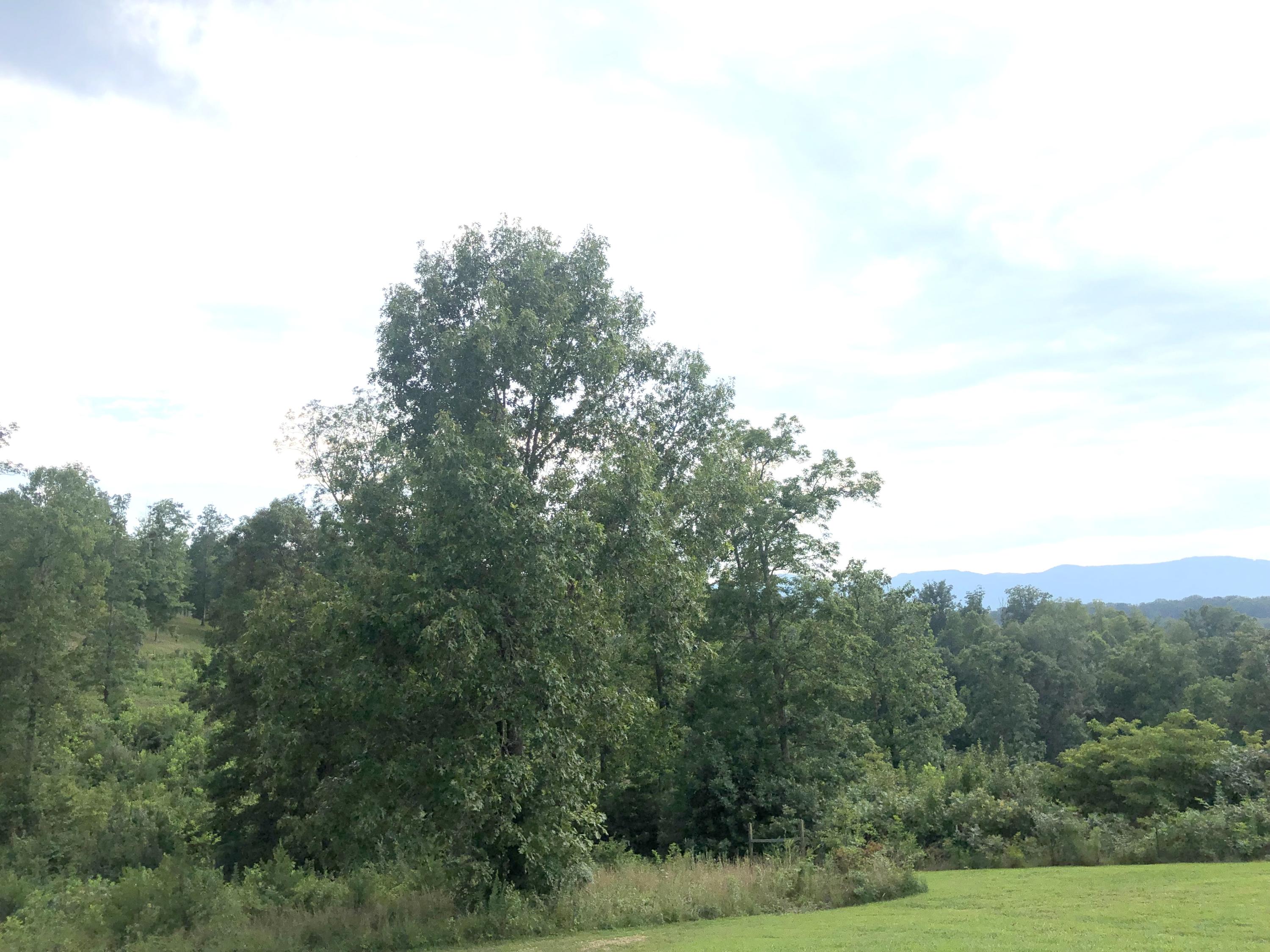 192 River Road Jacksboro, TN 37757 - Photo 5 of 39 acerage