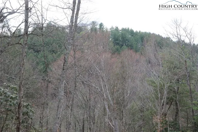 a view of a forest with trees in the background
