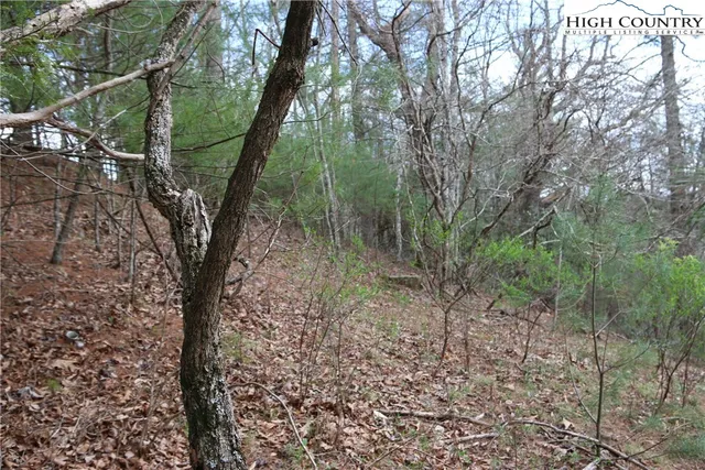 a view of a forest with trees