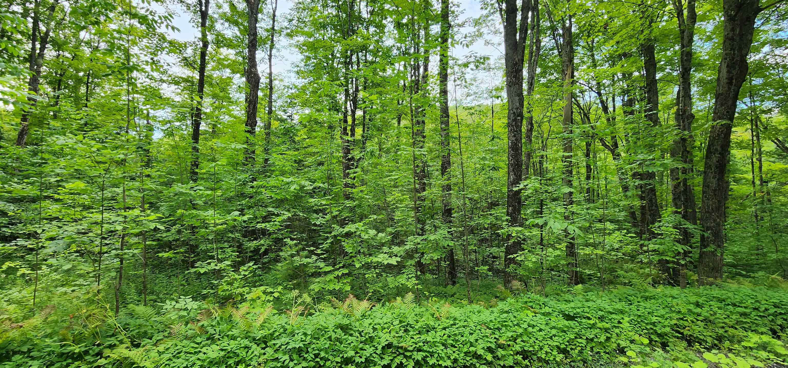 C Riddel Pond Road East Barre, VT 05649 - Photo 6 of 9