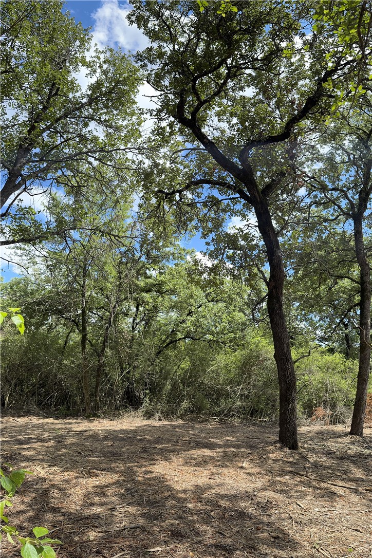 Tbd Pin Oak Road Franklin, TX 77856 - Photo 8 of 11 Blackjack Oak tree on right side of 7.5 Ac.