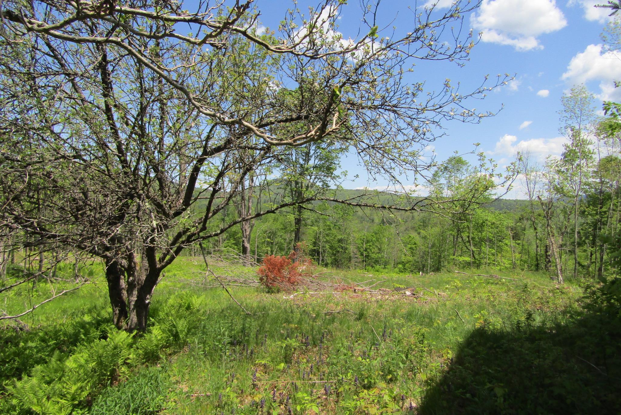 351 Coventry Road Benton, NH 03785 - Photo 11 of 41