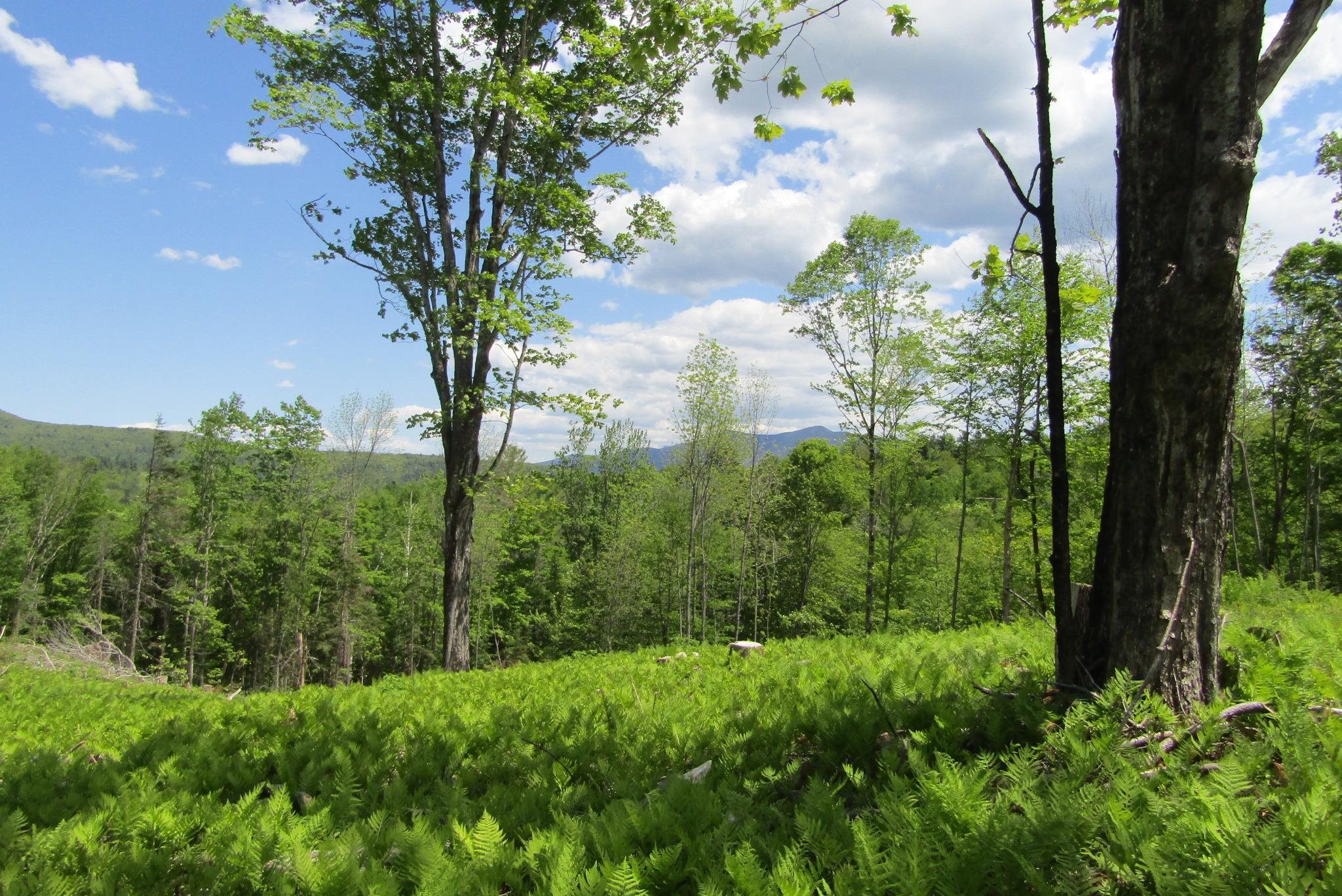 351 Coventry Road Benton, NH 03785 - Photo 39 of 41