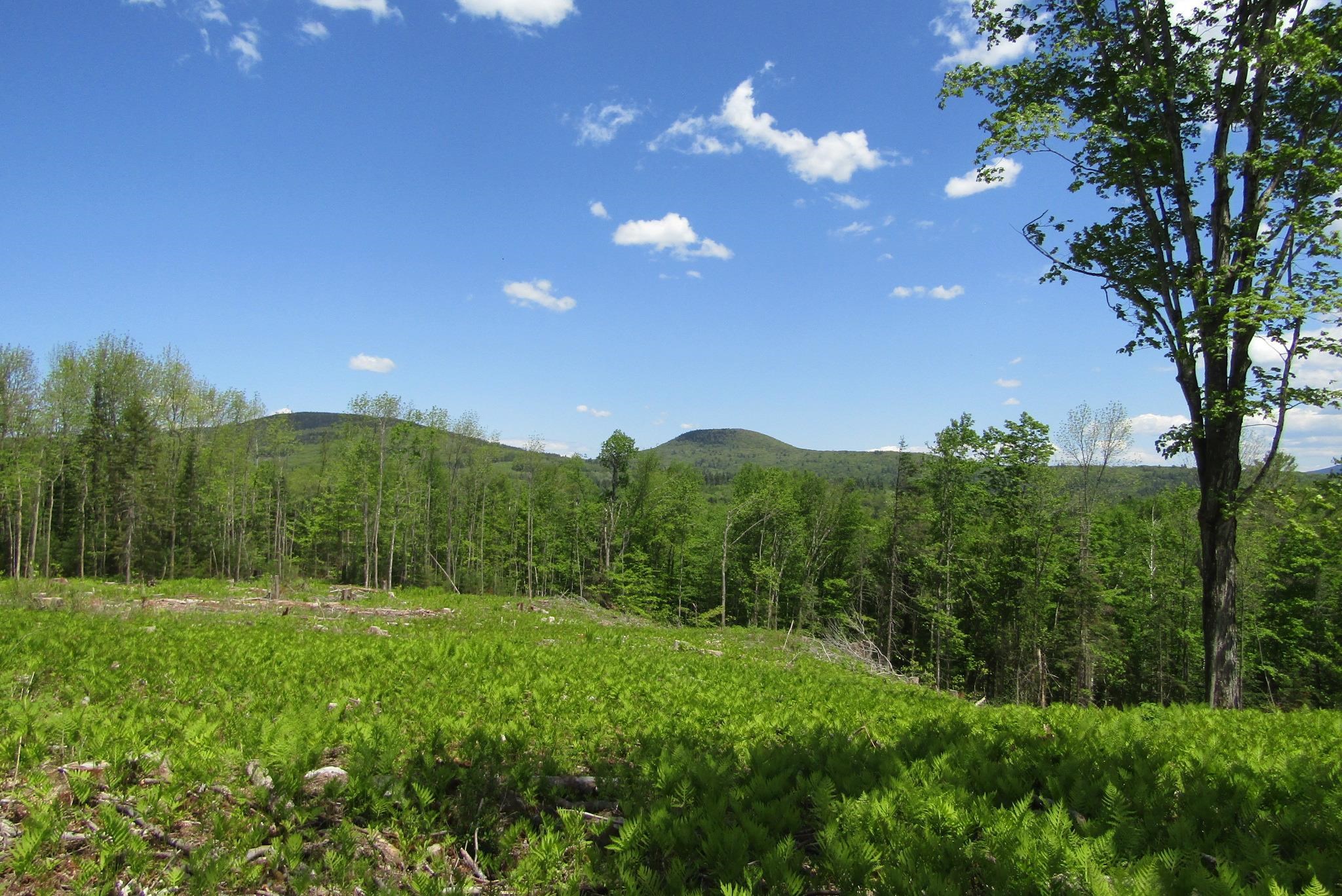 351 Coventry Road Benton, NH 03785 - Photo 40 of 41