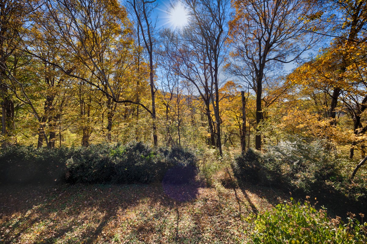 809 Lofton Hall Road Ardmore, TN 38449 - Photo 40 of 59 Gallery Image 40