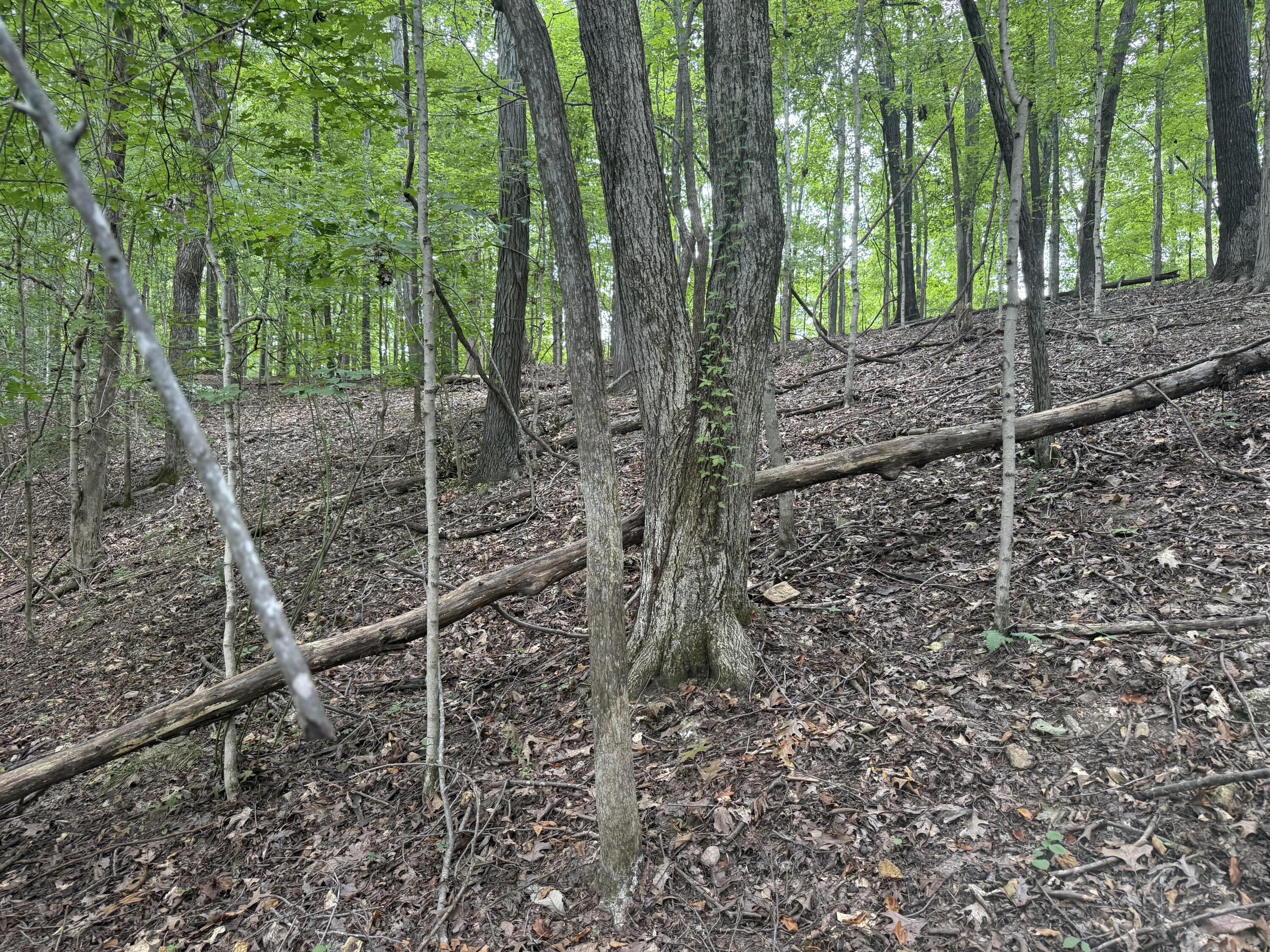 0 Perry Springs Road Eddyville, KY 42038 - Photo 33 of 41 29