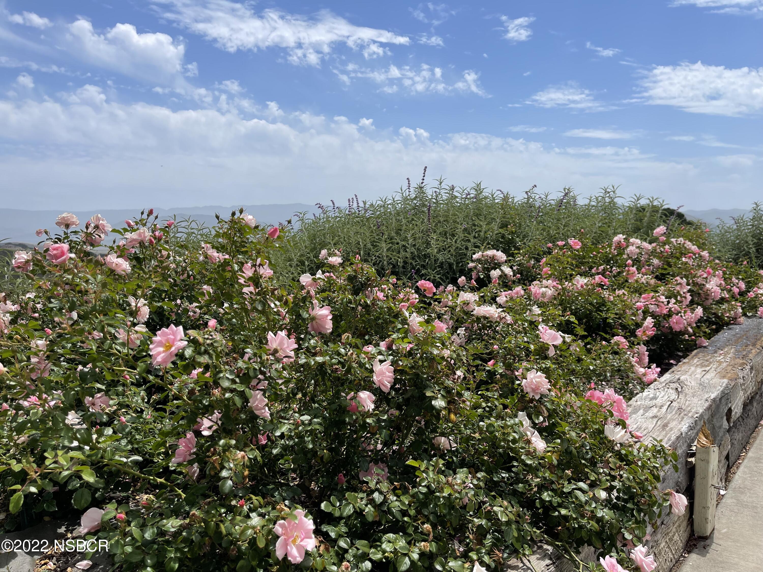1833 Cougar Ridge Road Buellton, CA 93427 - Photo 22 of 46 a view of a flower