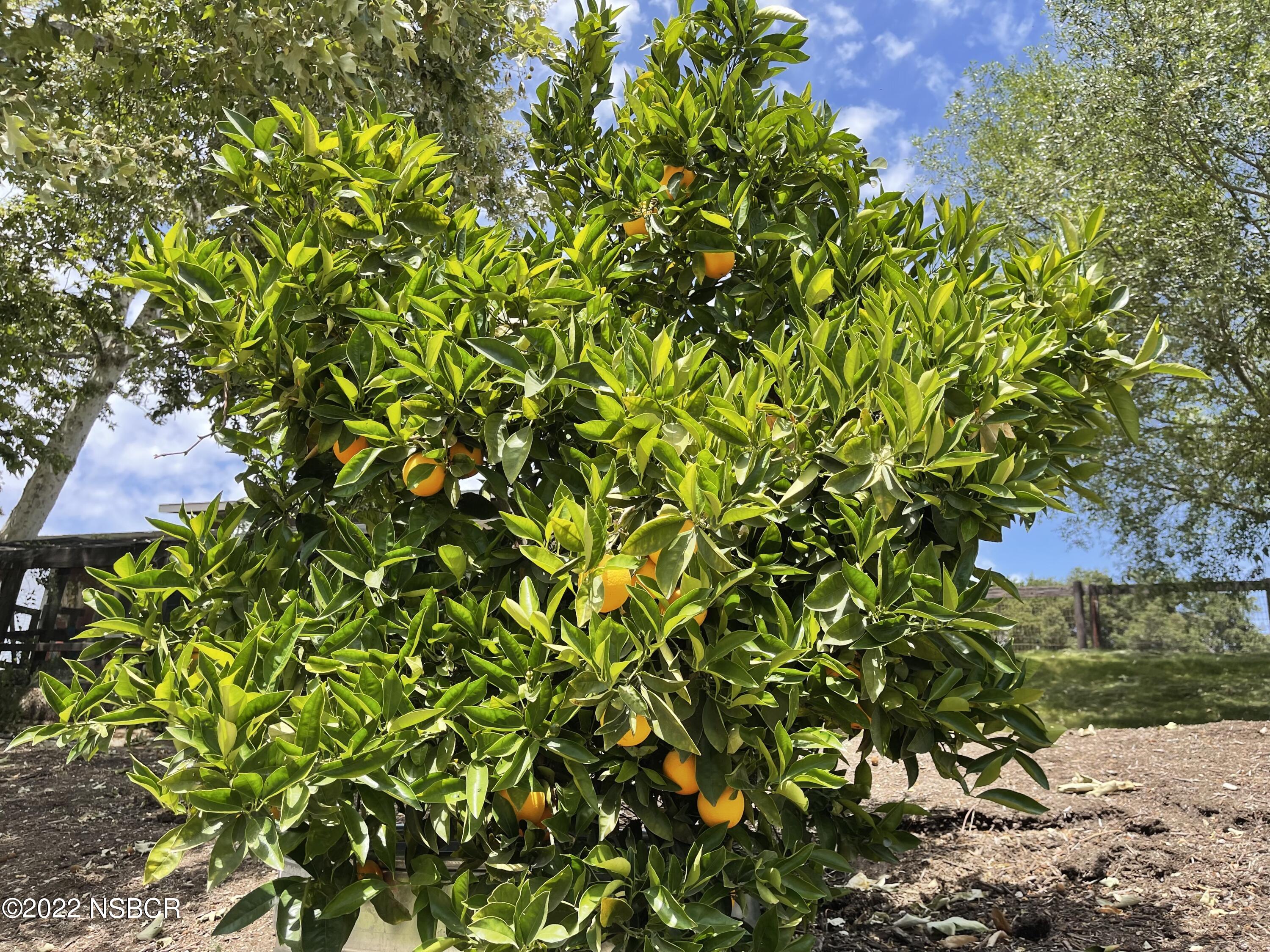 1833 Cougar Ridge Road Buellton, CA 93427 - Photo 45 of 46 a view of a tree