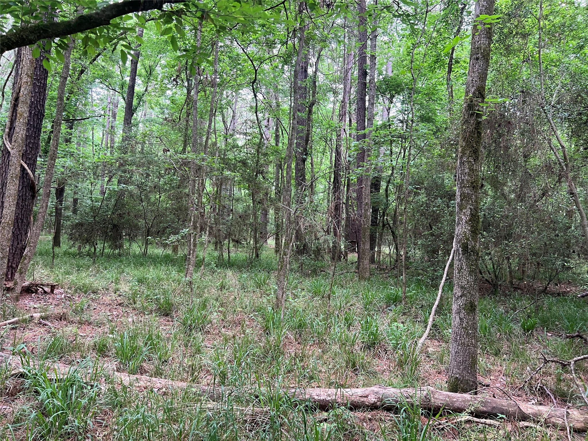 0 Wilderness Road Point Blank, TX 77364 - Photo 10 of 16