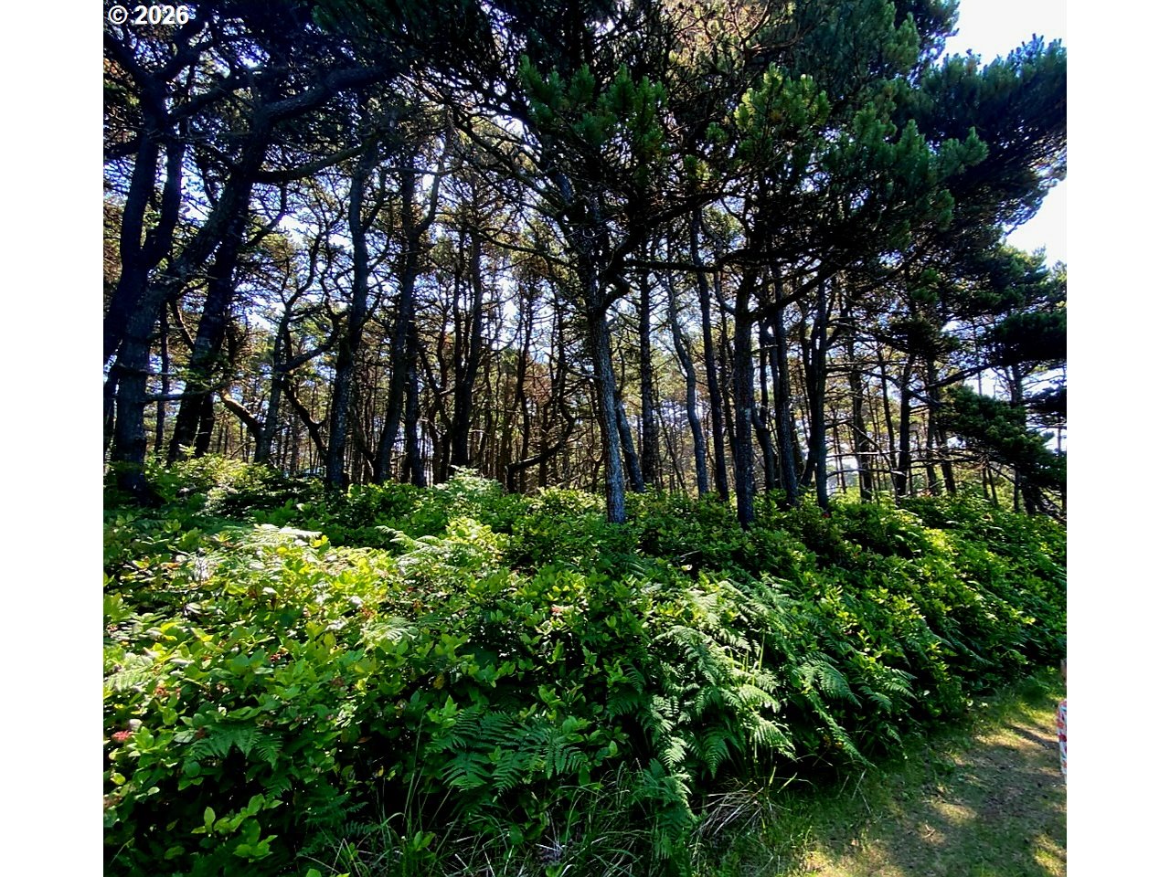 Sea Way Loop Waldport, OR 97394 - Photo 2 of 5 a plant view in yard