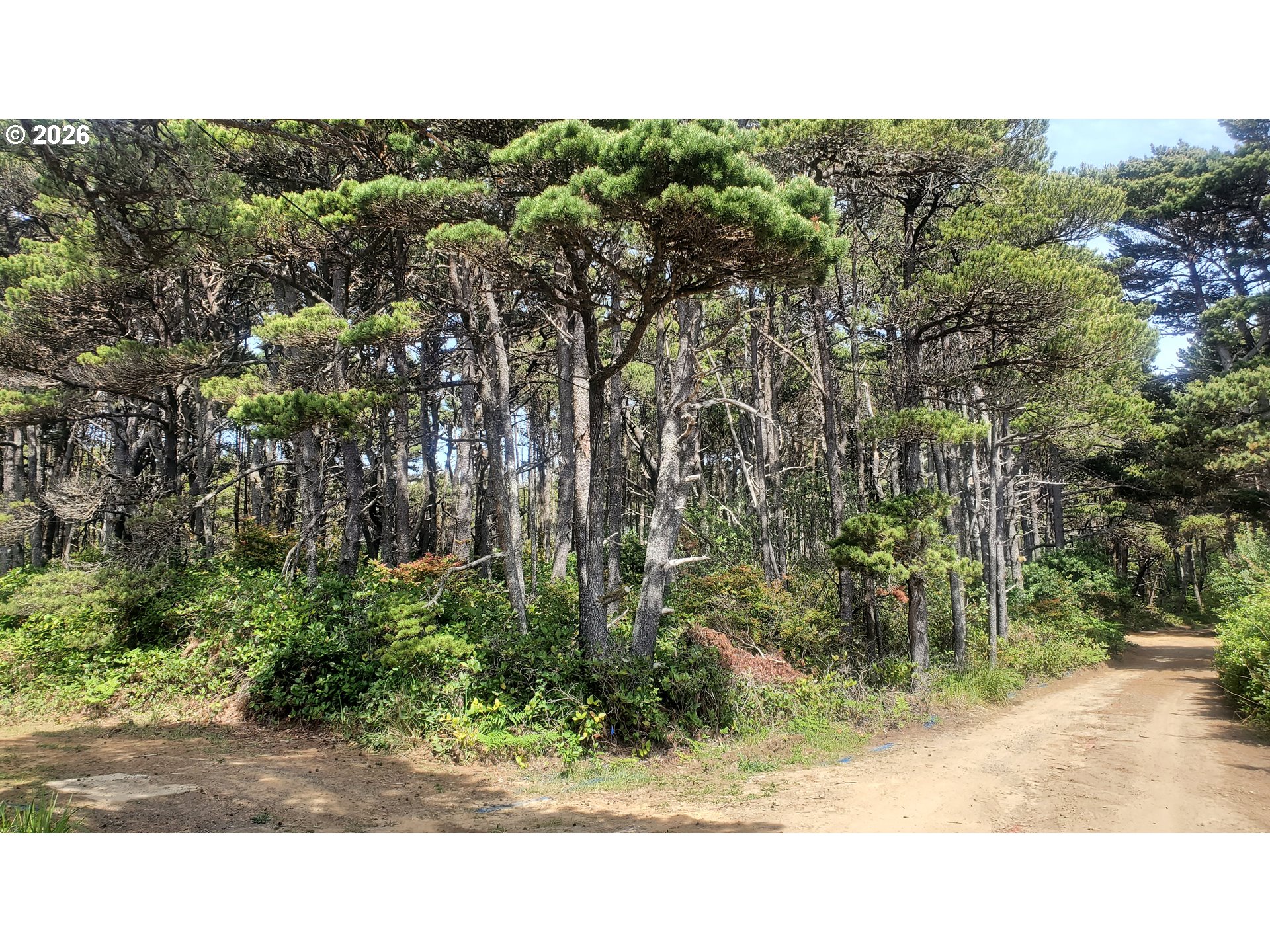 Sea Way Loop Waldport, OR 97394 - Photo 4 of 5 a open area with trees in front of it