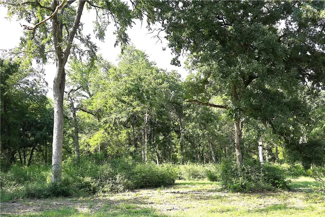 a view of a tree in a yard