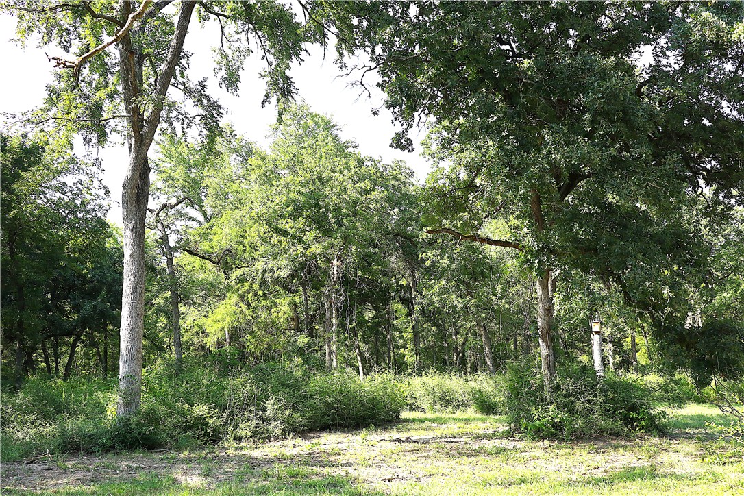 Tbd Sawmill Road Franklin, TX 77856 - Photo 11 of 15 a view of a tree in a yard
