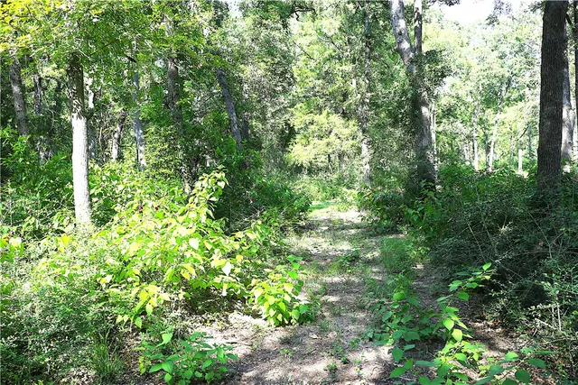 a view of a lush green forest
