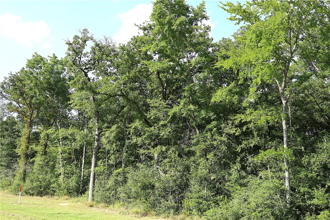 Tbd Sawmill Road Franklin, TX 77856 - Photo 4 of 15 a view of a forest with a tree