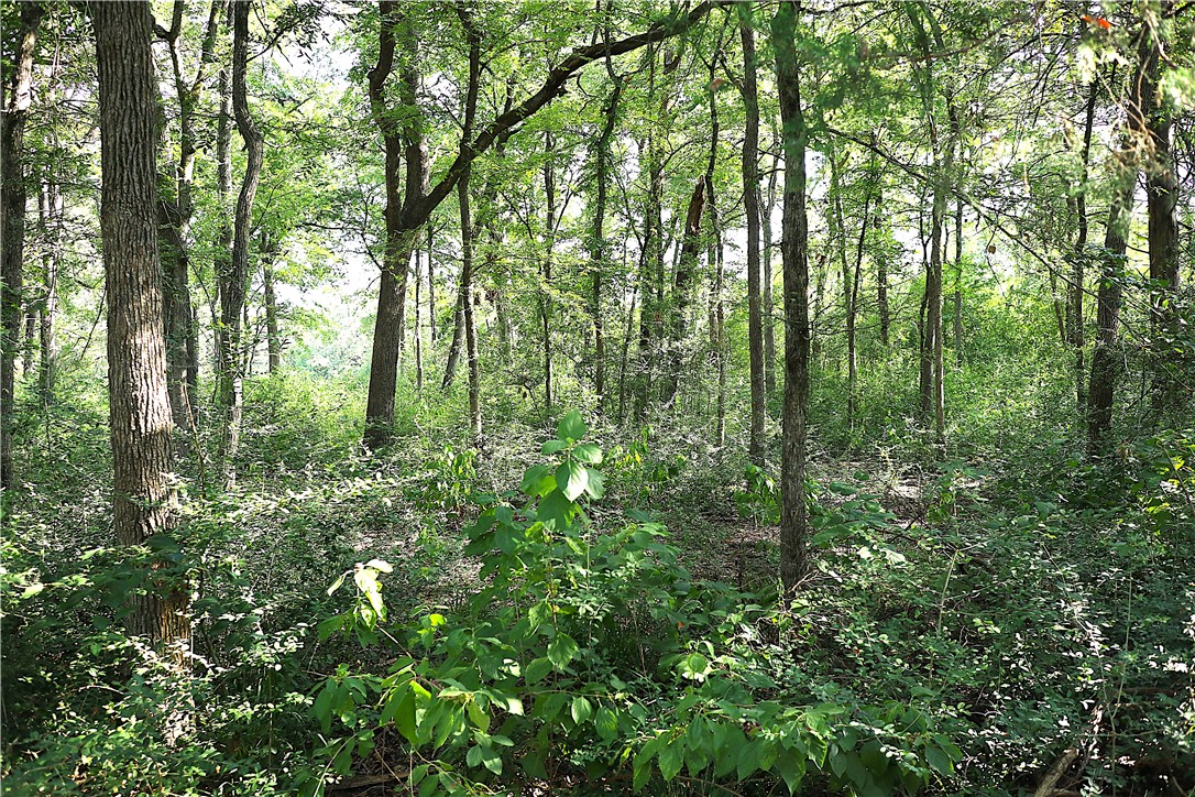 Tbd Sawmill Road Franklin, TX 77856 - Photo 5 of 15 a view of forest