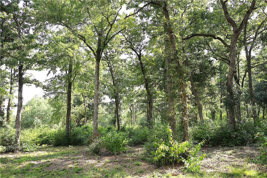 Tbd Sawmill Road Franklin, TX 77856 - Photo 6 of 15 a view of a forest with trees