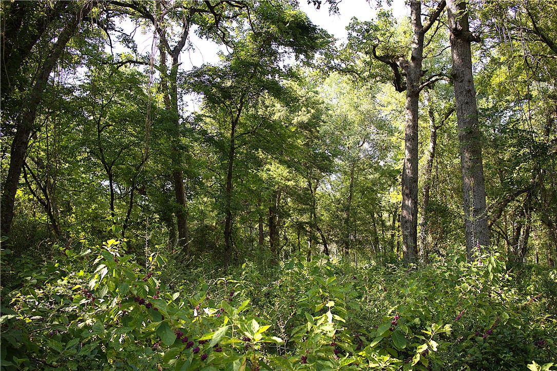 Tbd Sawmill Road Franklin, TX 77856 - Photo 7 of 15 a view of a lush green forest