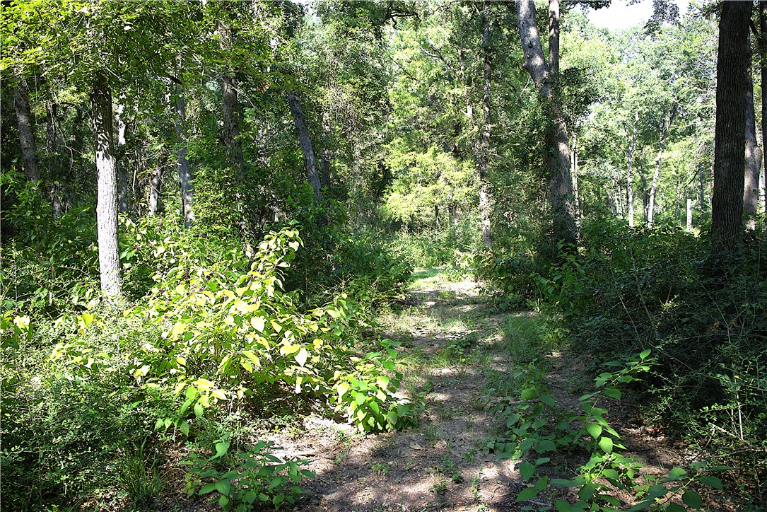 Tbd Sawmill Road Franklin, TX 77856 - Photo 8 of 15 a view of a lush green forest