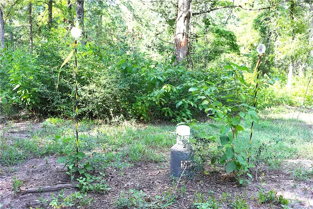 a view of a yard with plants and a tree