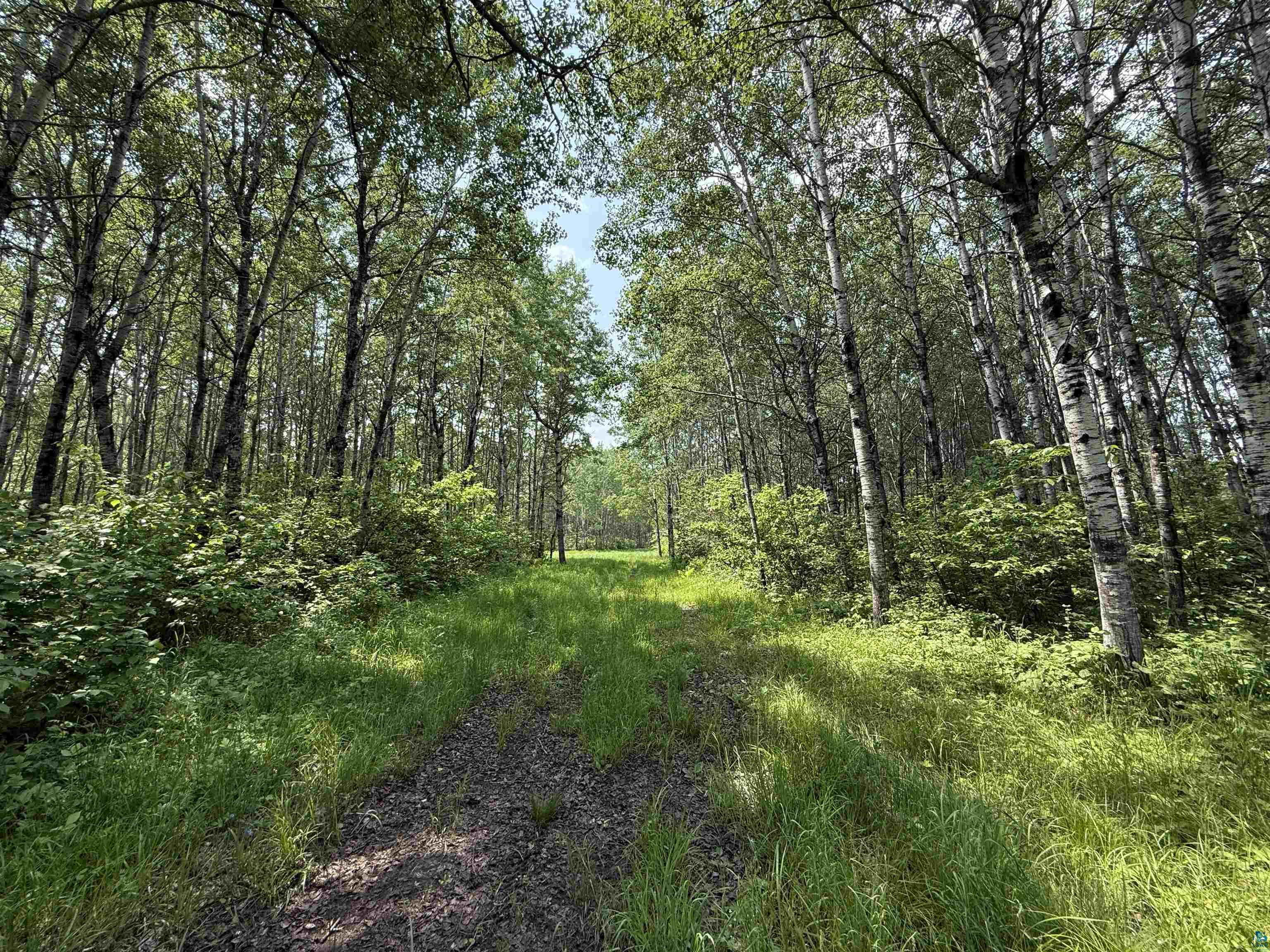 Tbd Samuelson Road Angora, MN 55703 - Photo 6 of 43 View of tree filled area