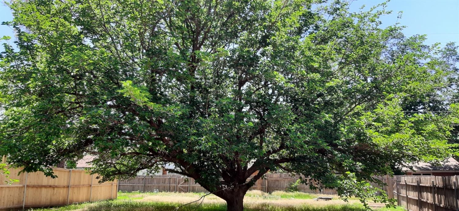 4709 47th Street Lubbock, TX 79414 - Photo 3 of 3 a view of a tree in a backyard of a house