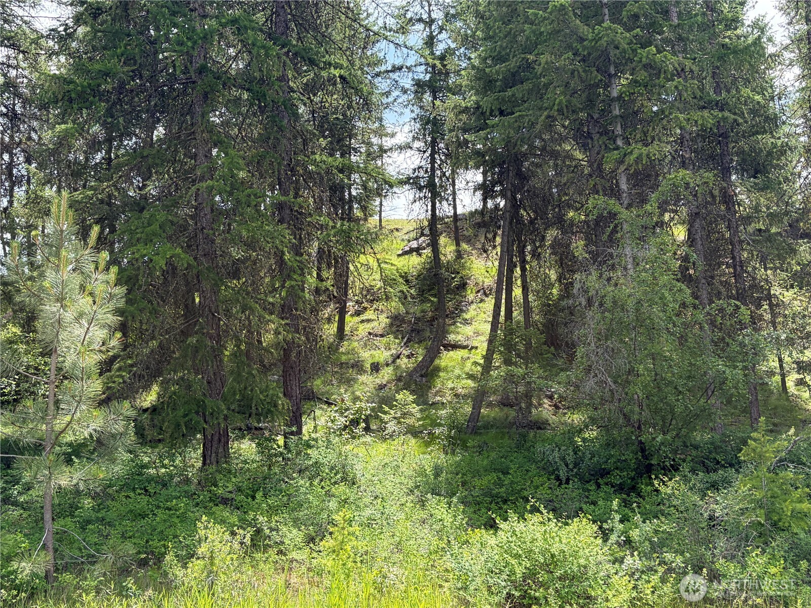 33 Outback Road Oroville, WA 98844 - Photo 25 of 26 a view of forest