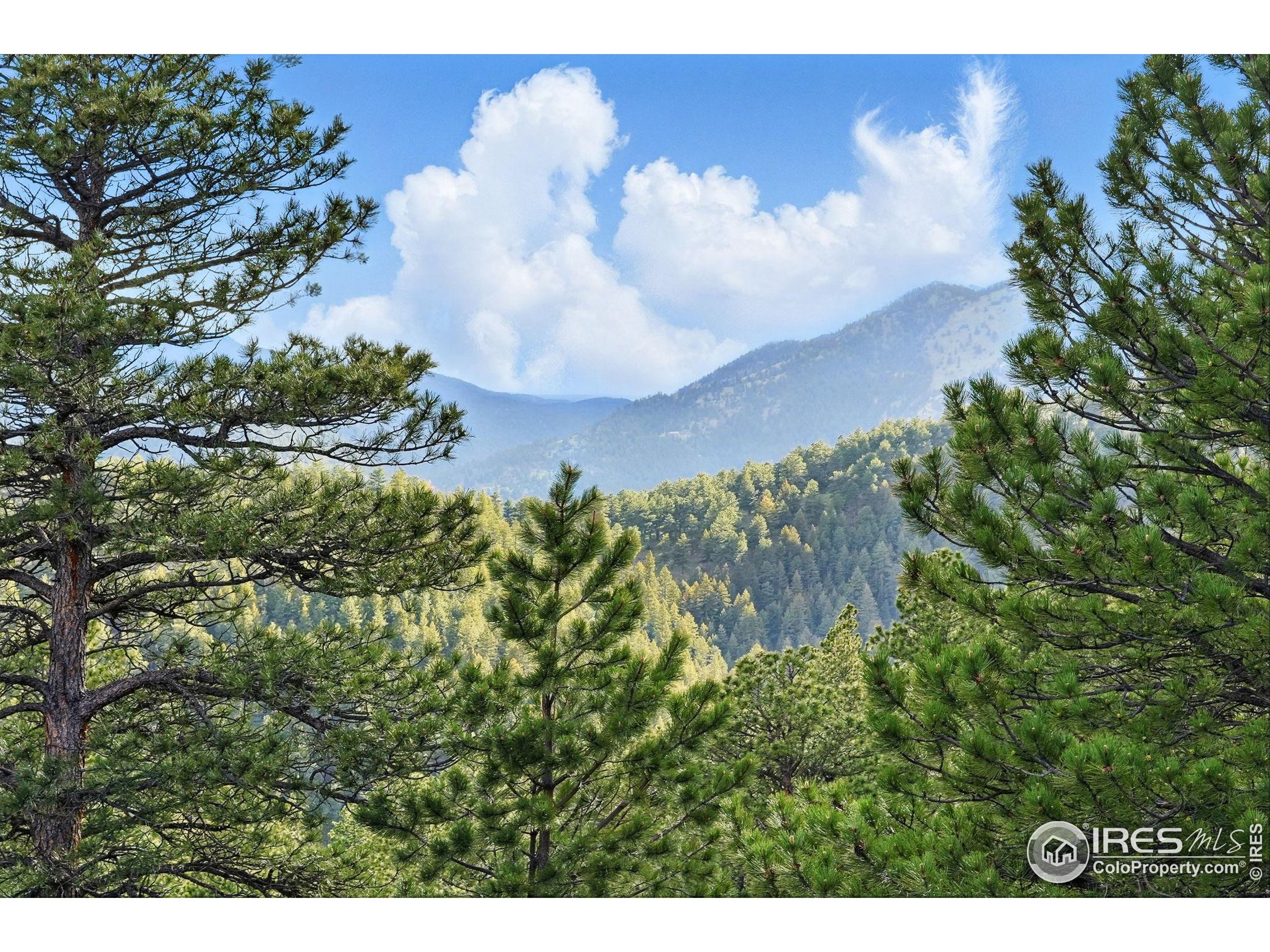 1101 Peakview Circle Boulder, CO 80302 - Photo 16 of 37 a picture of a tree
