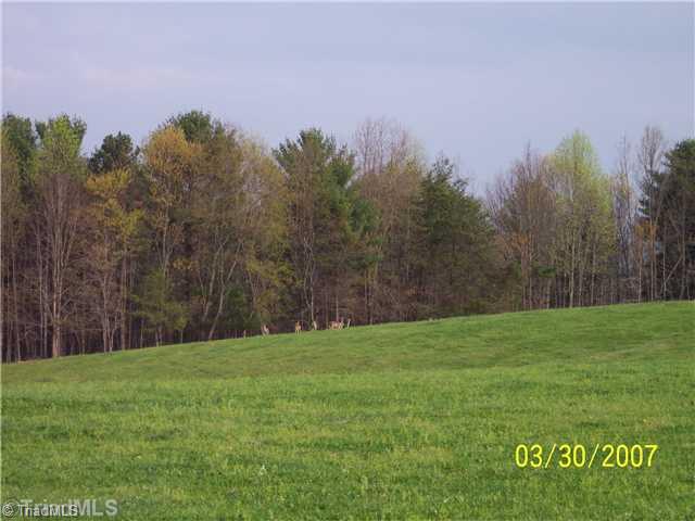 Tbd Golden Road State Road, NC 28676 - Photo 3 of 6 Land. LOOK CLOSELY AND SEE DEER IN THE EDGE OF THE WOODS.