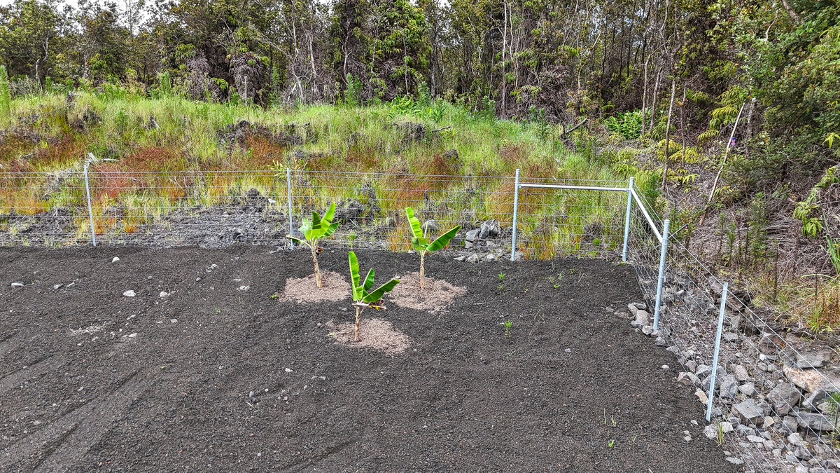 11-3155 Volcano Road Volcano, HI 96785 - Photo 23 of 25 a view of a yard with plants and trees