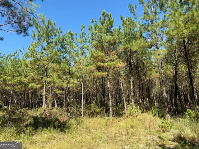 a view of a yard with plants and trees