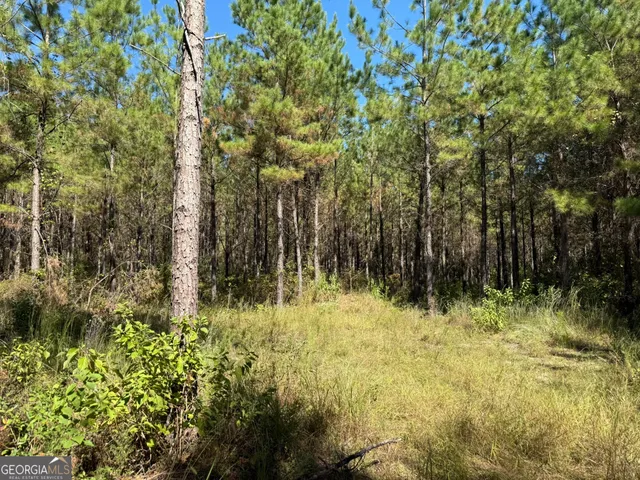 a view of backyard with tree