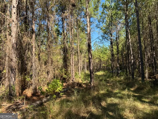 a view of a yard with plants and trees