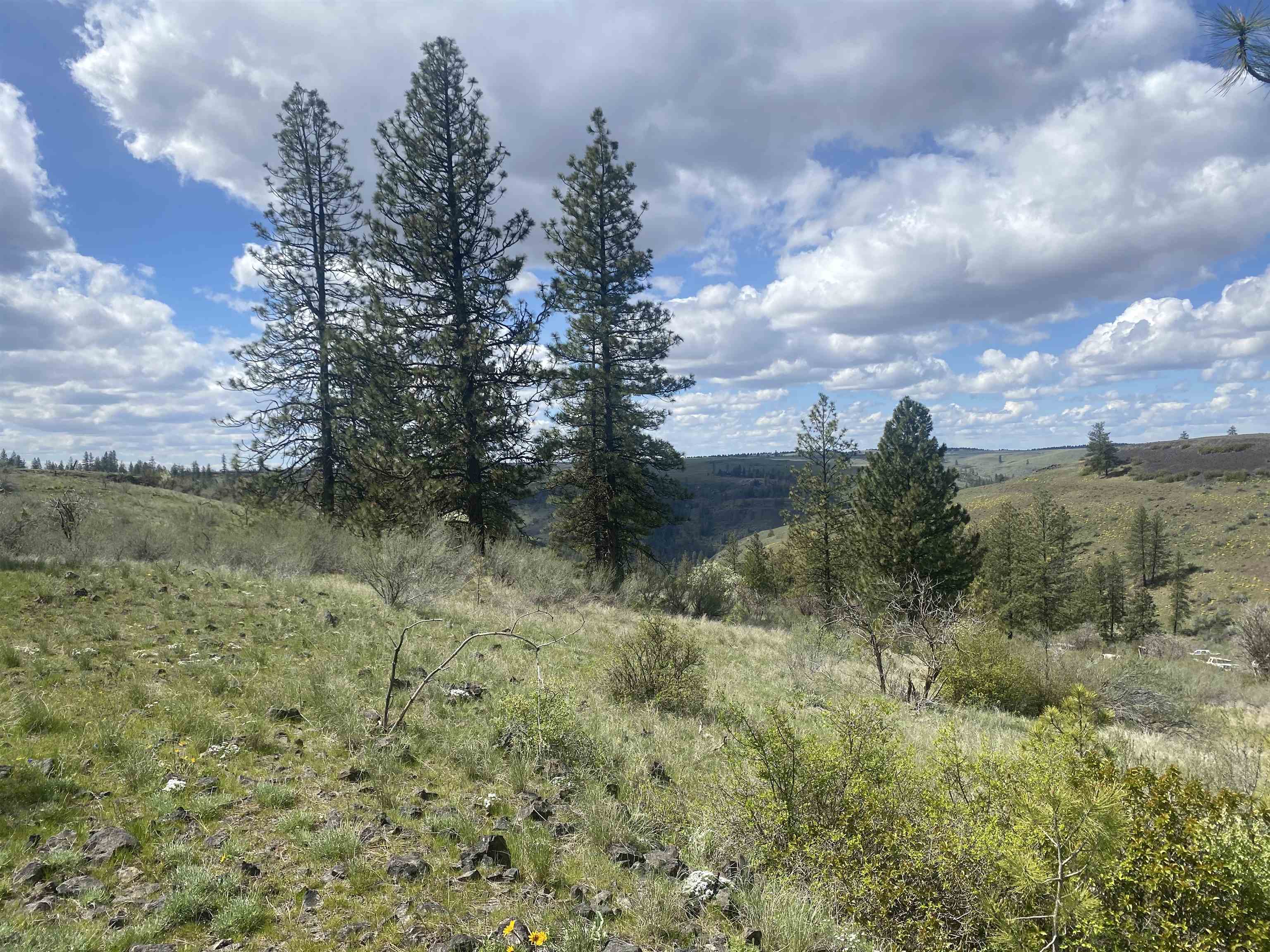 27220 Underwood Cyn Road East Creston, WA 99117 - Photo 4 of 13