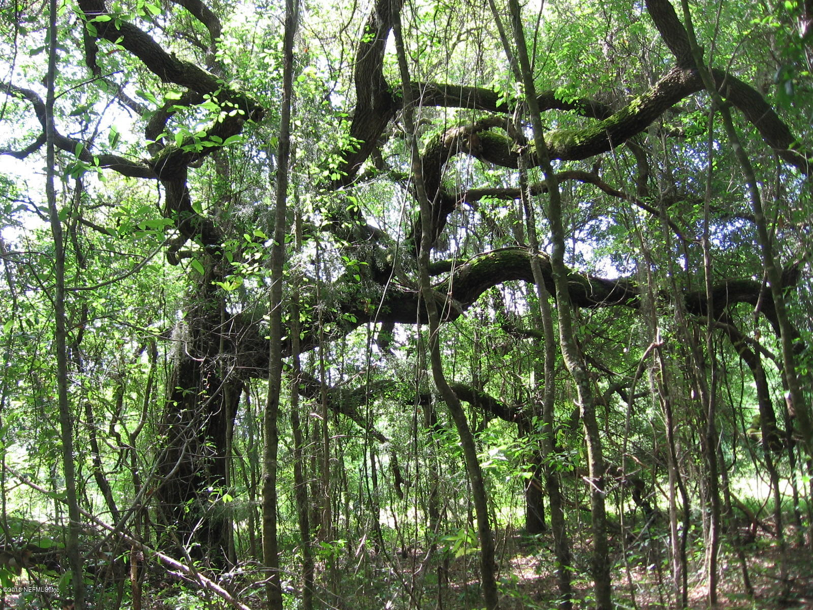 8056 Alderman Road Melrose, FL 32666 - Photo 13 of 15 IMG_1220