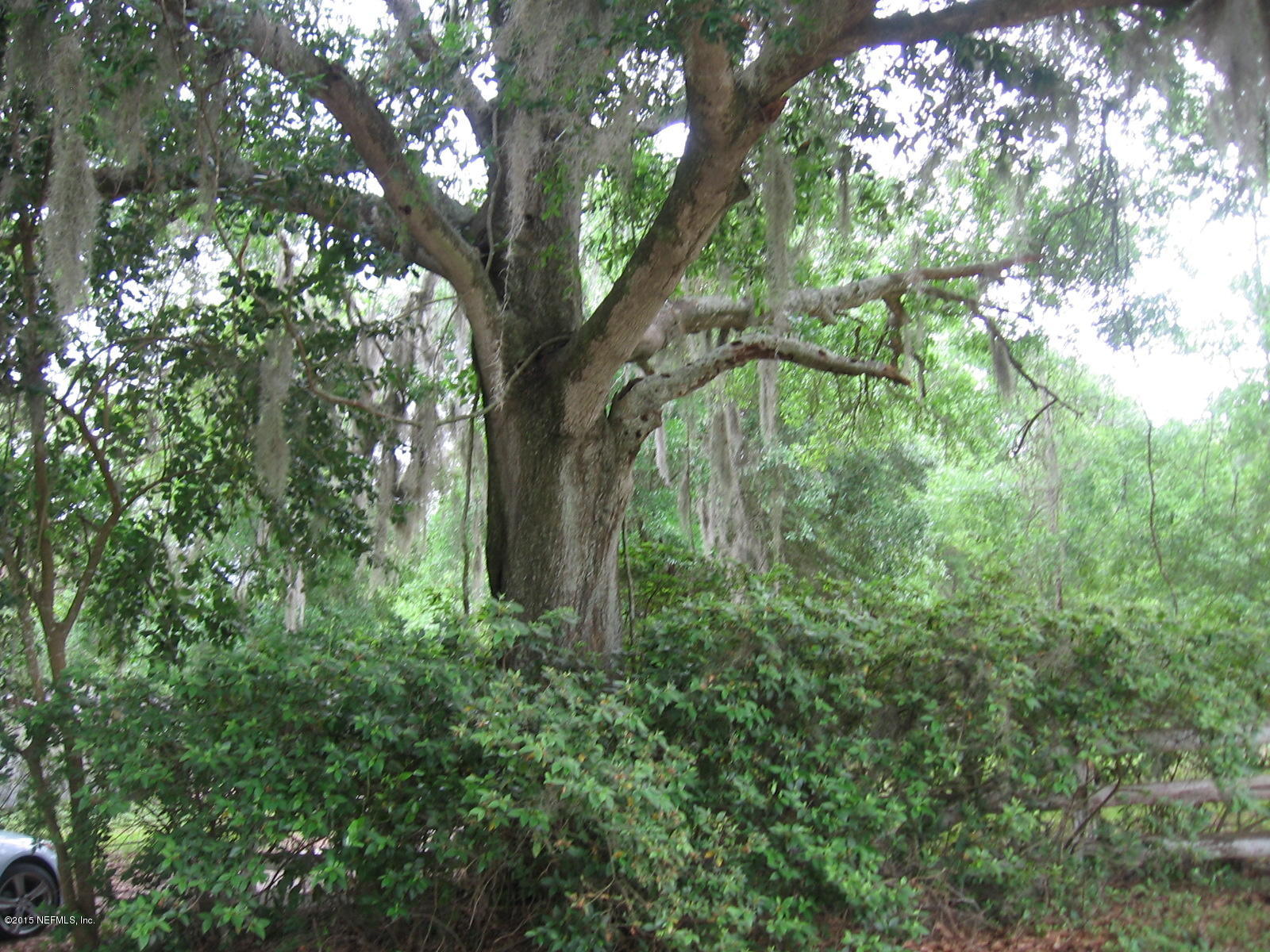 8056 Alderman Road Melrose, FL 32666 - Photo 8 of 15 IMG_1191