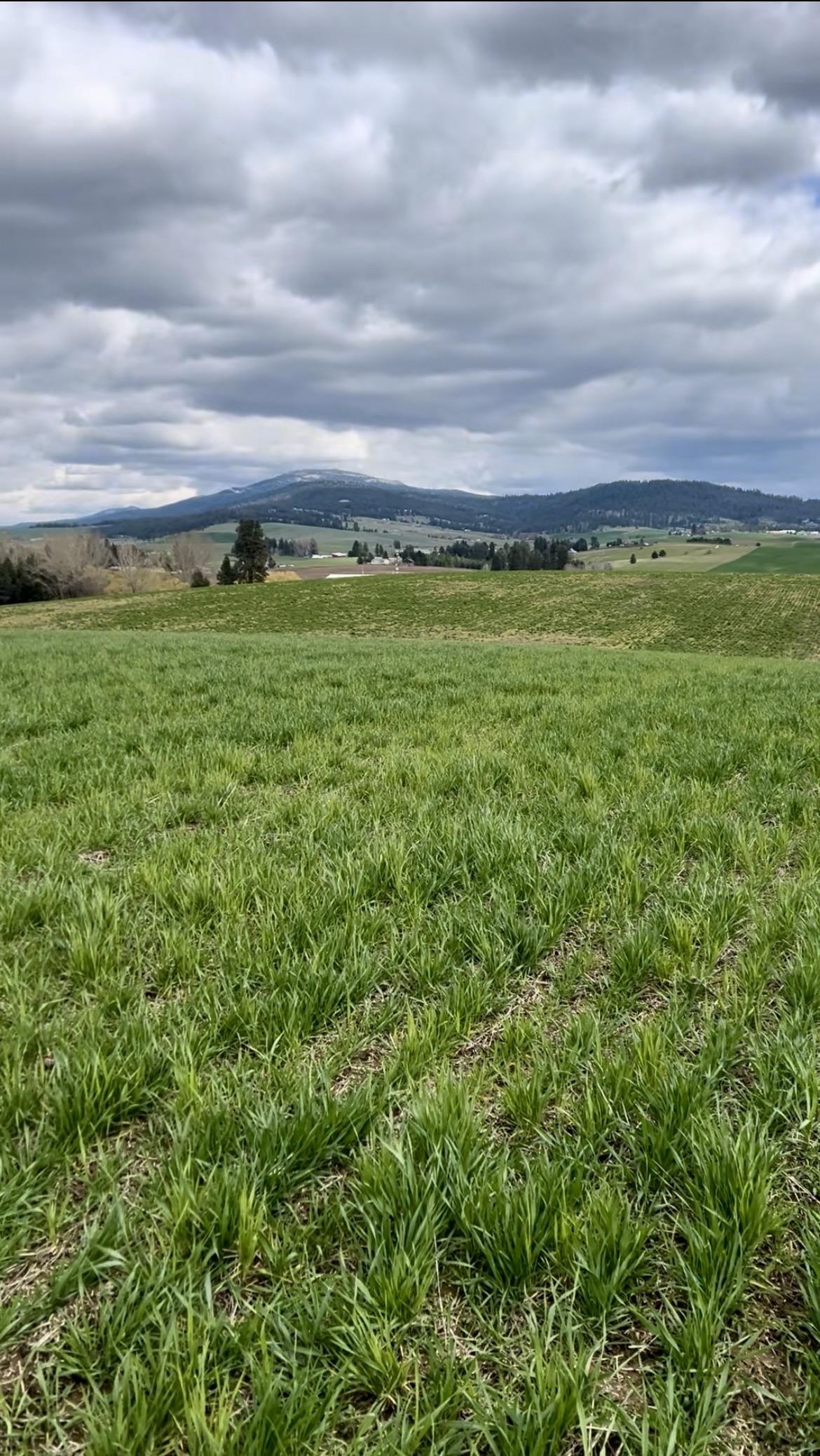 14906 South Madison Road, Unit ADDRESS STATED IS APPROXIMATE ONLY Valleyford, WA 99036 - Photo 10 of 15